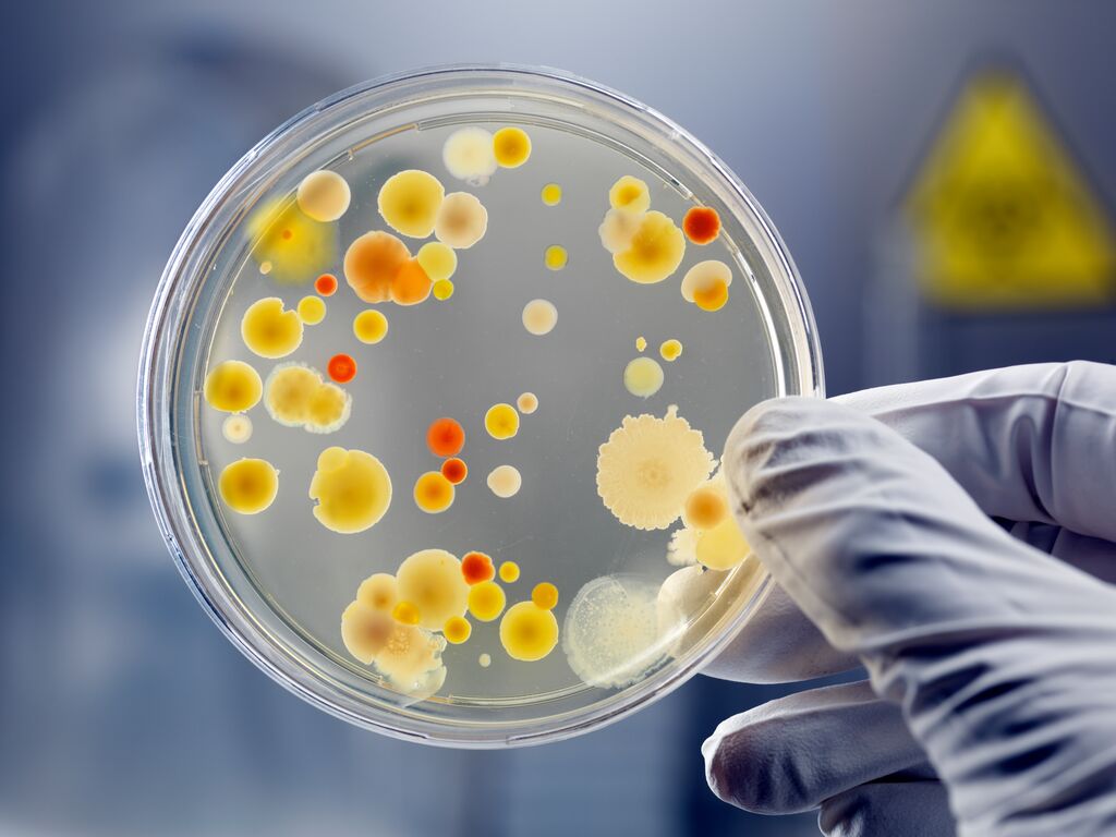 Microbiological Quality